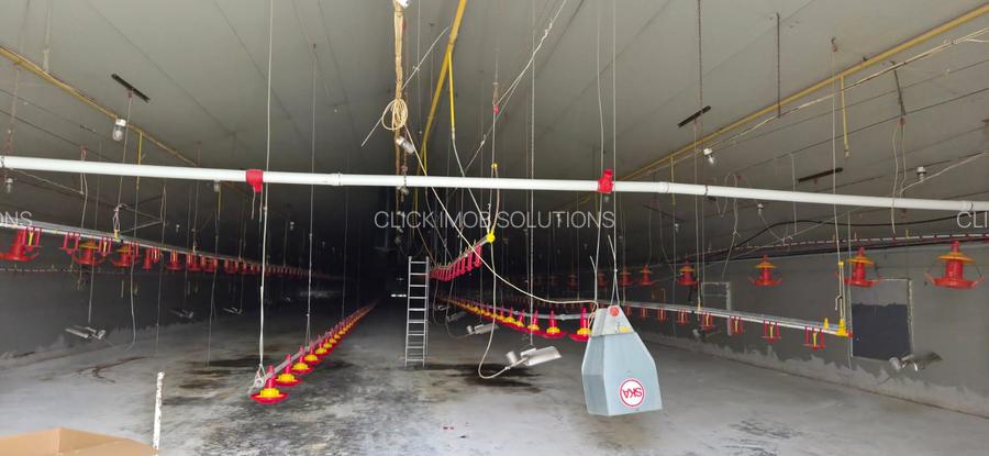 Ferma pasari- curci - 9