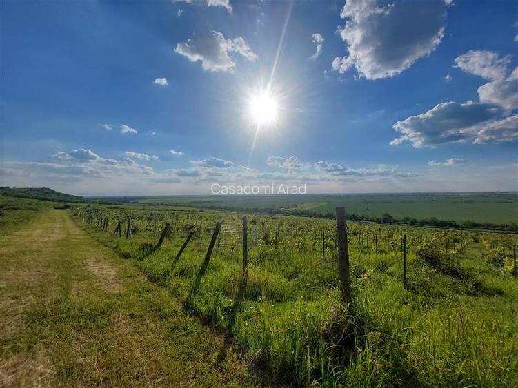 PRET REDUS!!! Proprietate viticola ecologica in zona Siria - 5