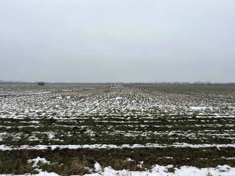 Teren de vanzare ciolpani padurea scrovistea - 3