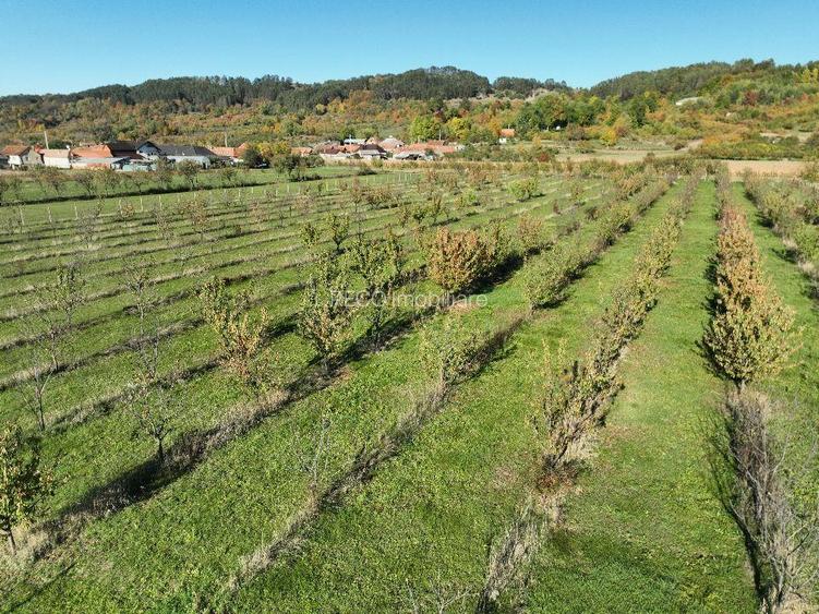 RECO, Teren cu livada de ciresi, Zona Auseu, Bihor - 4