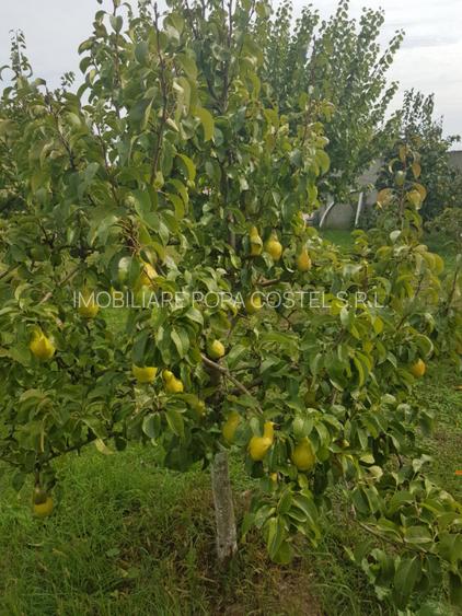 Petresti - Corbeanca 4648 mp intravilan desch. 33 m, utilitati, acces asfaltat - 9