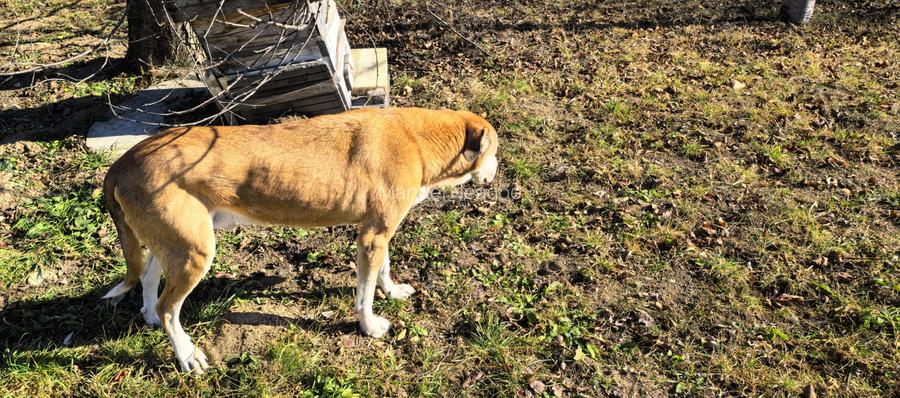 Vila/Pensiune 620mp  , teren generos 3862mp , priveliste de top , neopturata - 34