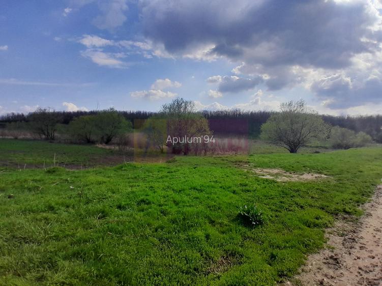 DE VANZARE TEREN 3400 MP IN SAT PODU ILFOVAT / COM BUTURUGENI (GR) - 10