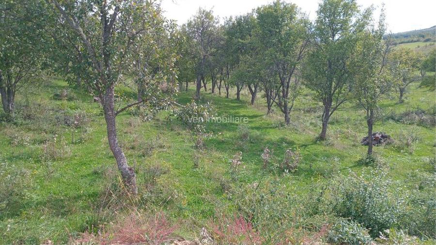 Teren extravilan 10.000 mp – Livadă de pruni, Dorolea (15 km de Bistrița) - 4