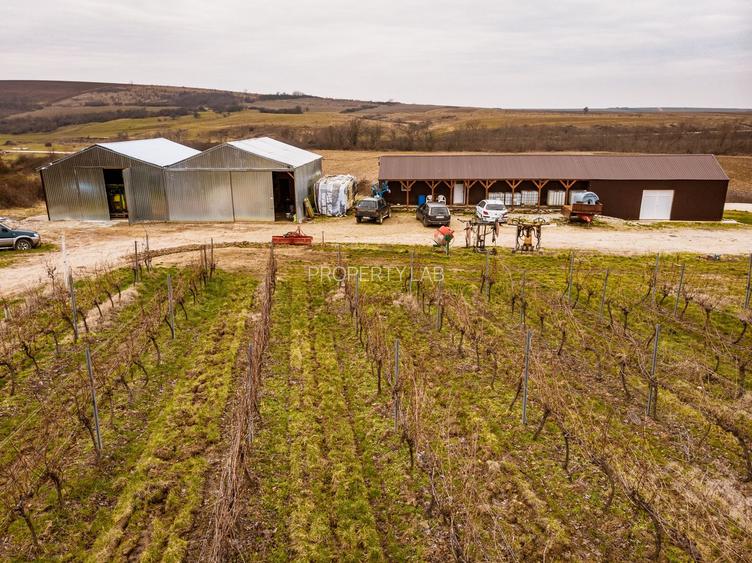 Vie de 115 Hectare în satul Dud, județul Arad - 2