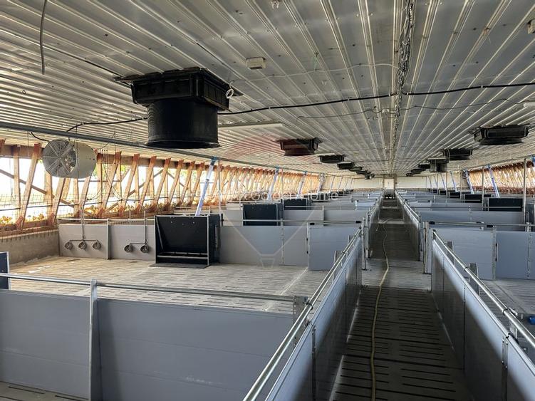 Ferma porcine la cheie - 6