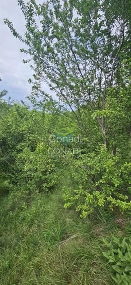 Teren Breaza  800mp pe colina priveliste superba - 19