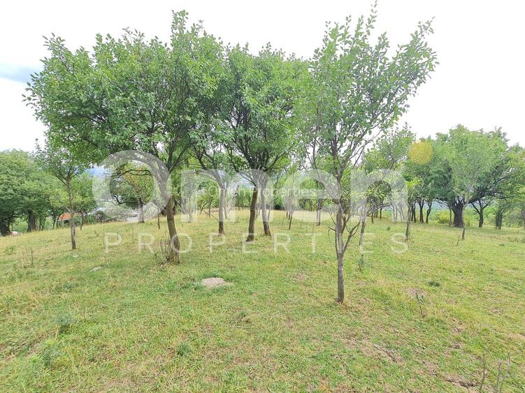 Teren de vânzare | Suprafață 10.040 mp | 2.500 € / ar | Strada Nucului - 4