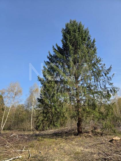 Teren intravilan de vanzare - Vistisoara - 2