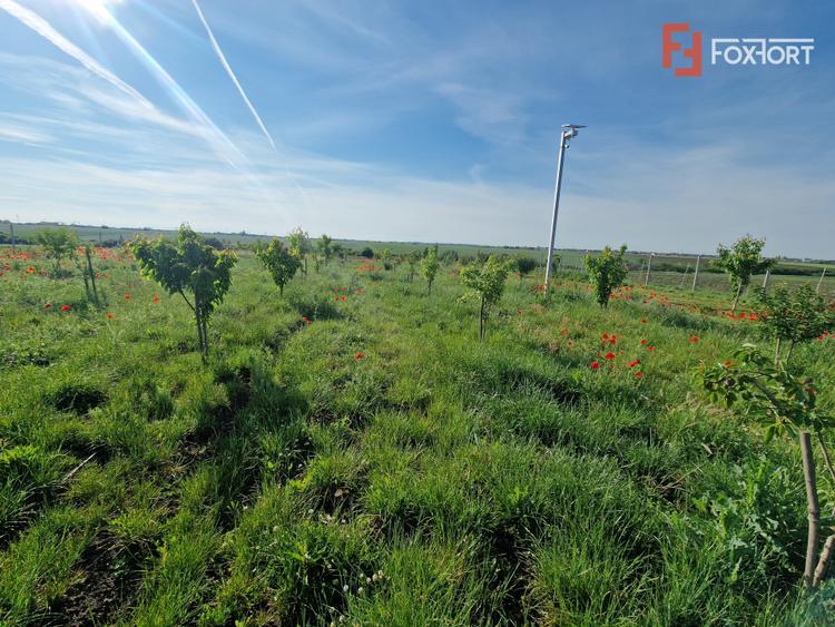 Teren extravilan de 3500 mp de vanzare in Remetea Mare