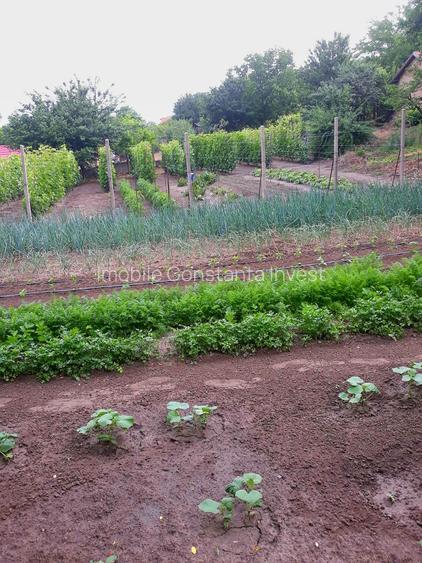 Seimenii Mari Casa 5 camere S.teren:4260 +vie+pomi fructiferi  vedere la Dunare - 8