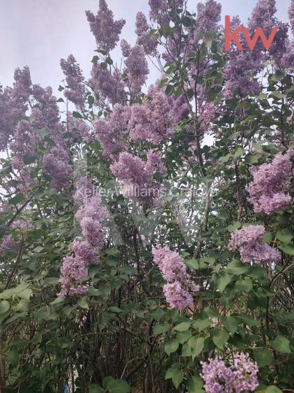 Casa spatioasa in Dragotesti – oaza de verdeata - 7