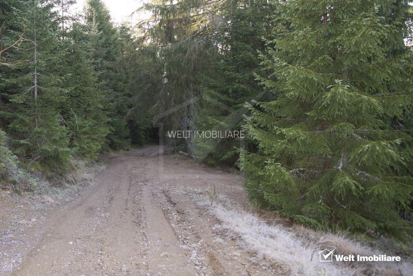 Se vinde teren cat un munte in Apuseni - Poiana Horea - 12