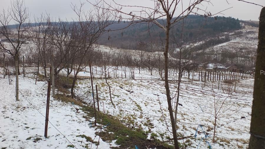 Teren intravilan 704 mp, acces asfaltat, priveliste Padurea Breazu - 6