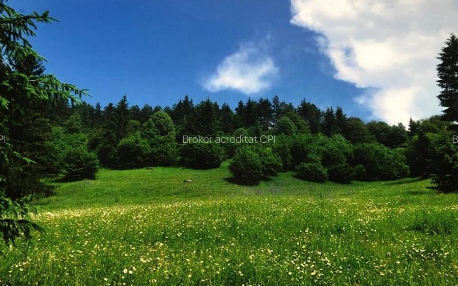 Teren intravilan si padure de brad 34.000 mp Varsag, Harghita - 2