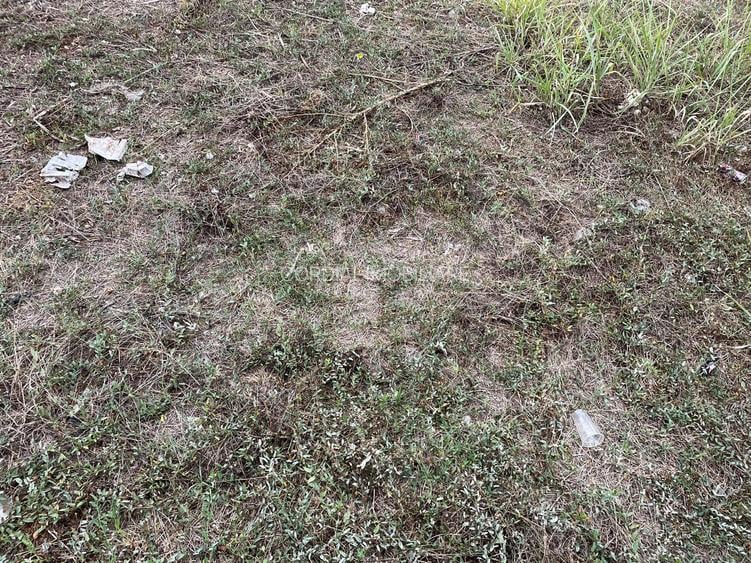 Colentina Andronache - 2