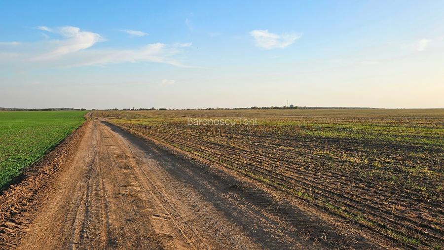 Teren Extravilan GIURGIU 16 Ha (la 50km de București) - 5