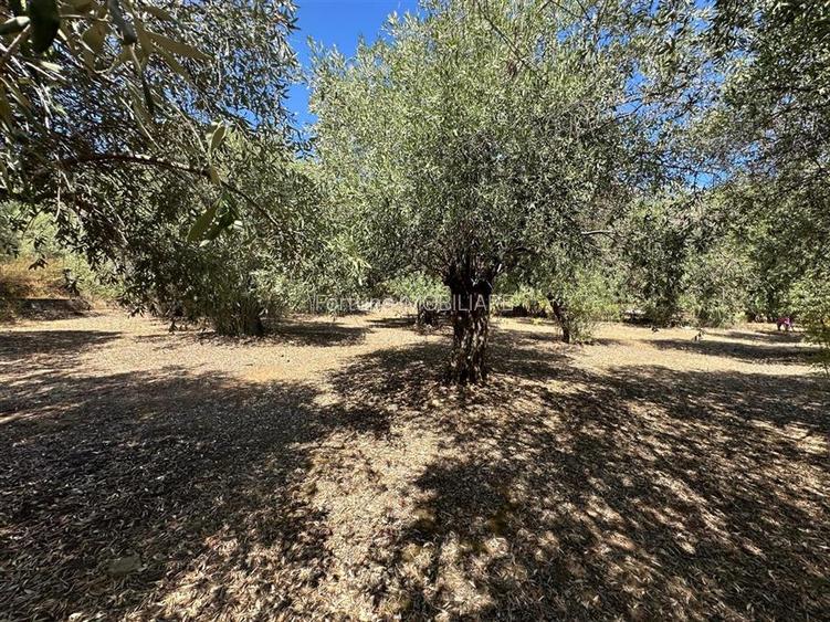 Teren intravilan pe insula Thassos, aproape de plaja salbatica - 13