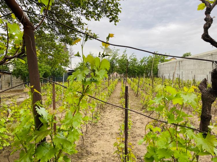 Casa + curte generoasa de inchiriat Saftica, DN1, Balotesti-Ilfov - 9