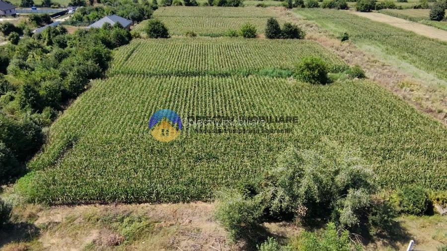 Teren intravilan 3866 mp Dumbrava Rosie - 3