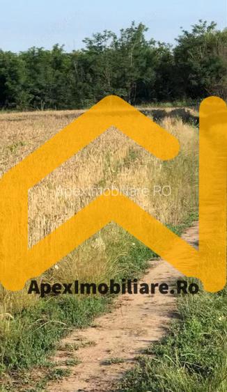 Teren Intravilan | Cernica-Sat Posta | 1588mp | UTR L1 - 3