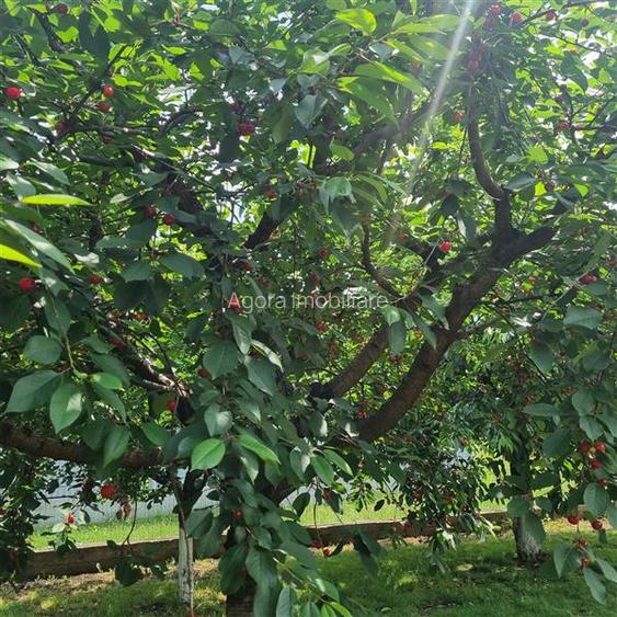 Vila de vanzare 200 mp cu anexe 40 mp si teren 1600 mp - 17