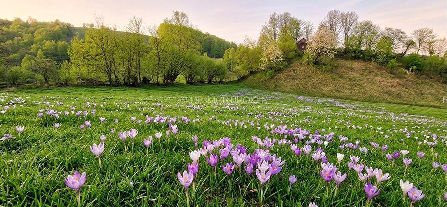 Teren de vanzare in Bucovina - 5