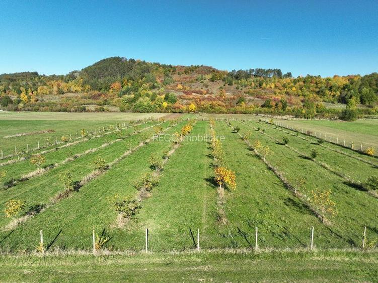 RECO, Teren cu livada de nuci, Zona Auseu, Bihor - 10