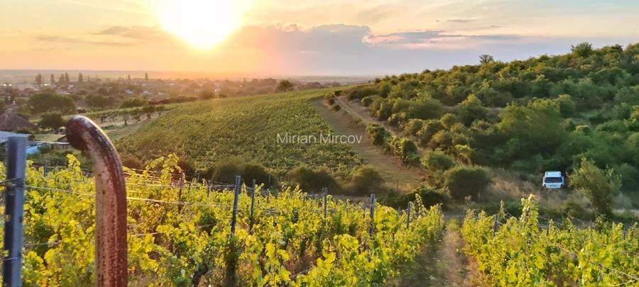 Proprietate istorică , crama +vie DOC + distilerie +loc. evenimente+ 20000 vin - 12