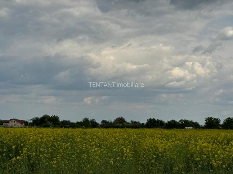 Vanzare Teren  intravilan 8000mp Adunati Copaceni Giurgiu - 11