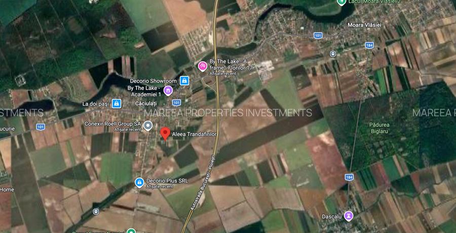 Teren 1500 mp Caciulati Moara Vlasiei, cu utilități - 7