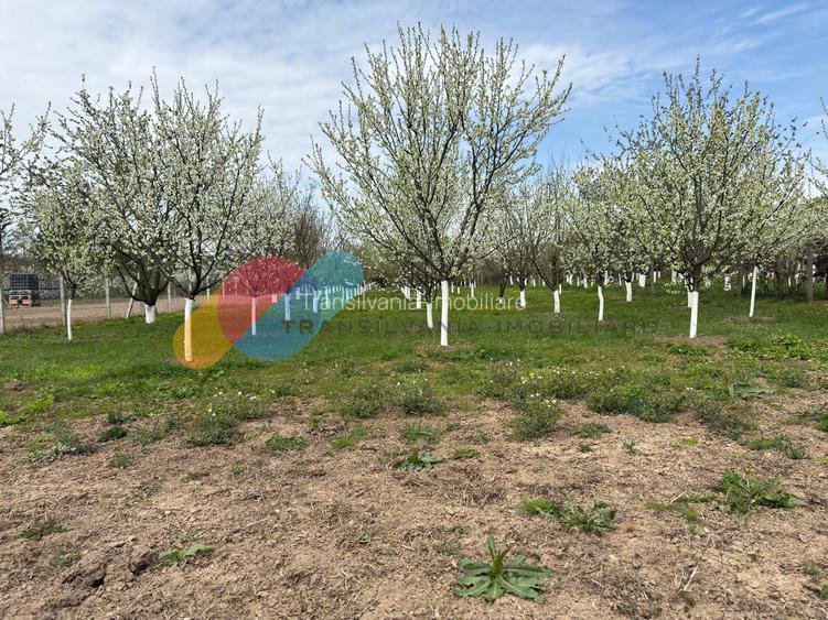 Casă individuală 260mp, teren 2.145 mp și livadă,  Zonă Kaufland, Turda - 10