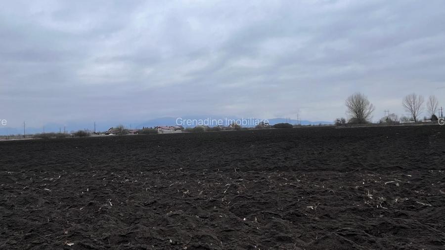 Teren 50000mp Extravilan-Intrare Halchiu-Cod 5235 - 7