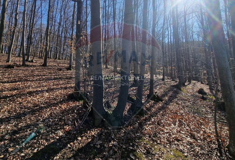 Teren de Vânzare în Pâncești (Sascut) - 10