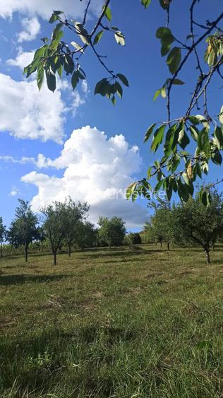 Casa de vacanta cu teren 1.2 ha - 8