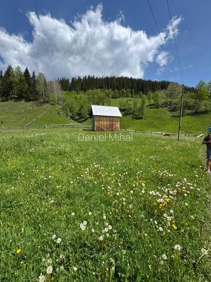 Vânzare teren 3,5 ha cu casă și anexe, Breaza de Sus, Suceava (malul Moldovei) - 6