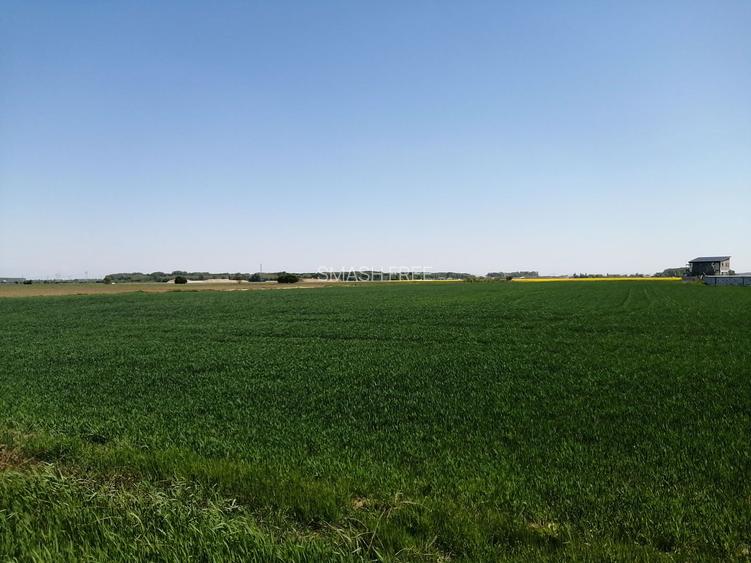 Teren intravilan 5114 mp in comuna 1 Decembrie - Ilfov - 2