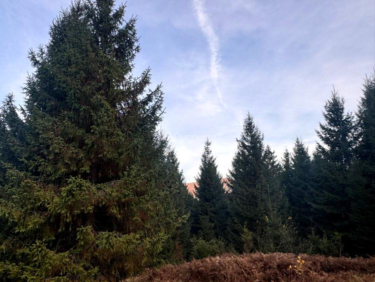 Vanzare 5,3 ha pasune deasupra Voronetului Suceava - Proiect Turistic - 6