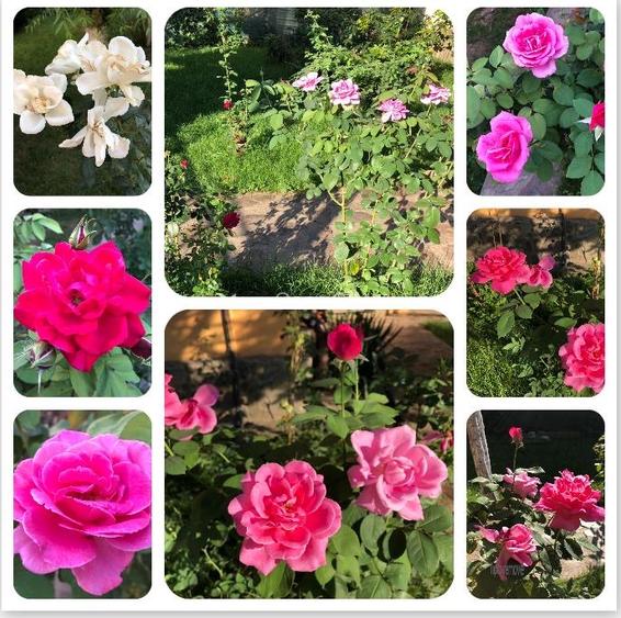 Casa de vanzare Belciugatele - DIRECT PROPRIETAR - 9