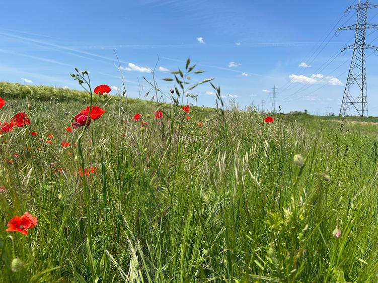 vanzare teren în Măgurele, Pruni, strada Argeș 12000 euro - 3