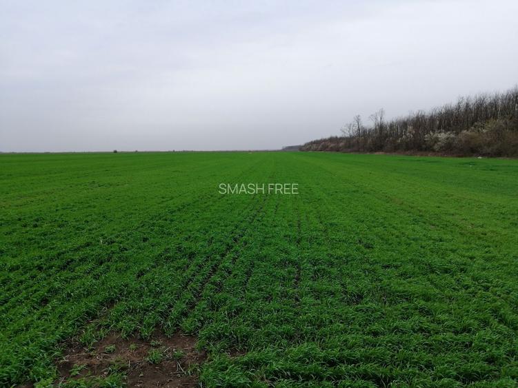 Teren extravilan localitatea Afumati - 3