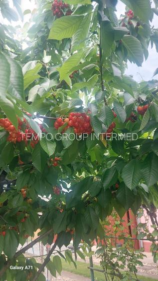 Snagov- Gruiu- Santul Floresti -Proprietate cu stil pentru oameni gospodari! - 49