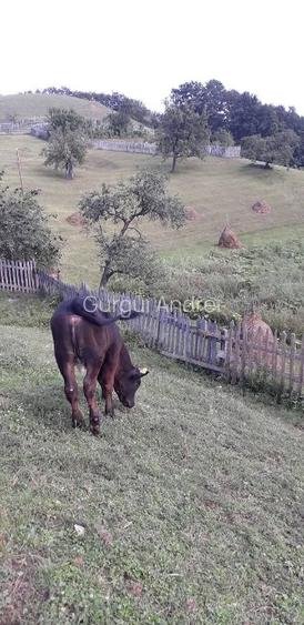 Casa cu teren de vânzare în zona de munte  - 4