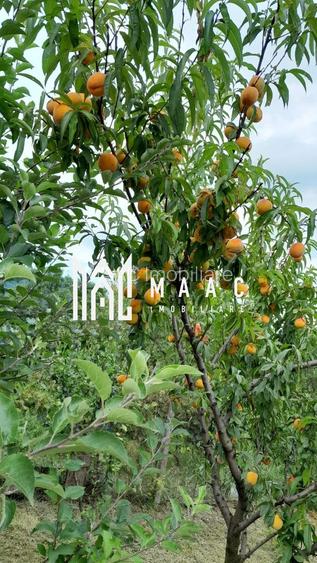 Casa individuala | 4 camere | Teren 2000 MP | Seica Mare - 7