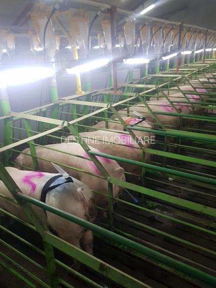 AFACERE LA CHEIE  FERMA DE  PORCI - 2