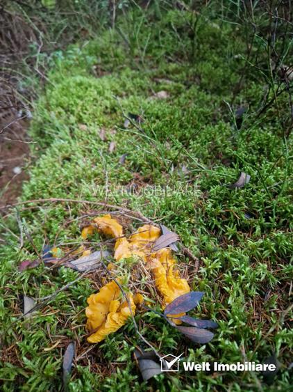 Se vinde teren cat un munte in Apuseni - Poiana Horea - 11