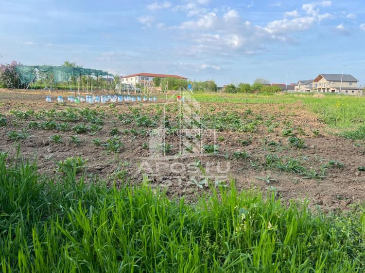 Casa batraneasca de vanzare cu teren de 1549mp, in Giarmata - 5