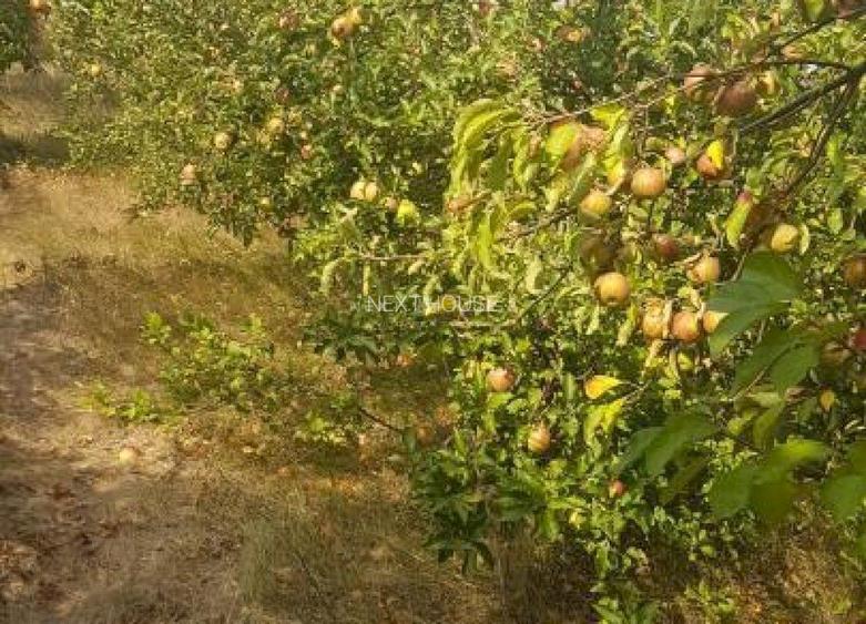 Teren la 35 km de Bucuresti - Izvorani - Ciolpani - 3