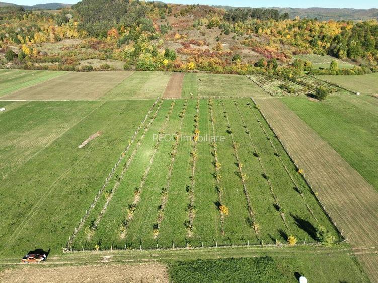 RECO, Teren cu livada de nuci, Zona Auseu, Bihor - 3