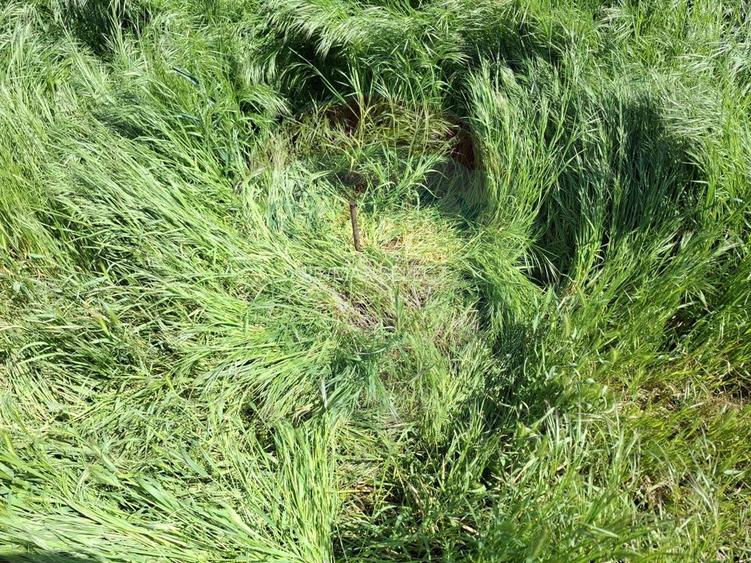 Vanzare teren intravilan parcelat, in Branesti langa - Autostrada A2 - 22